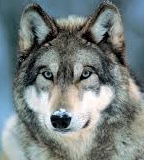 Uživatelský avatar